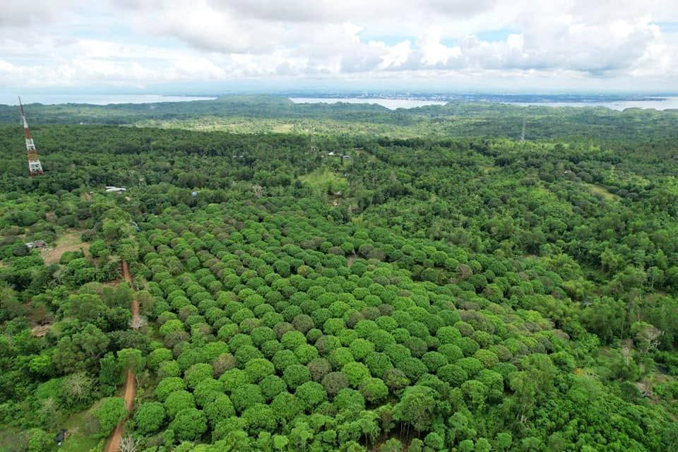 The orchard from the air, with the sea beyond