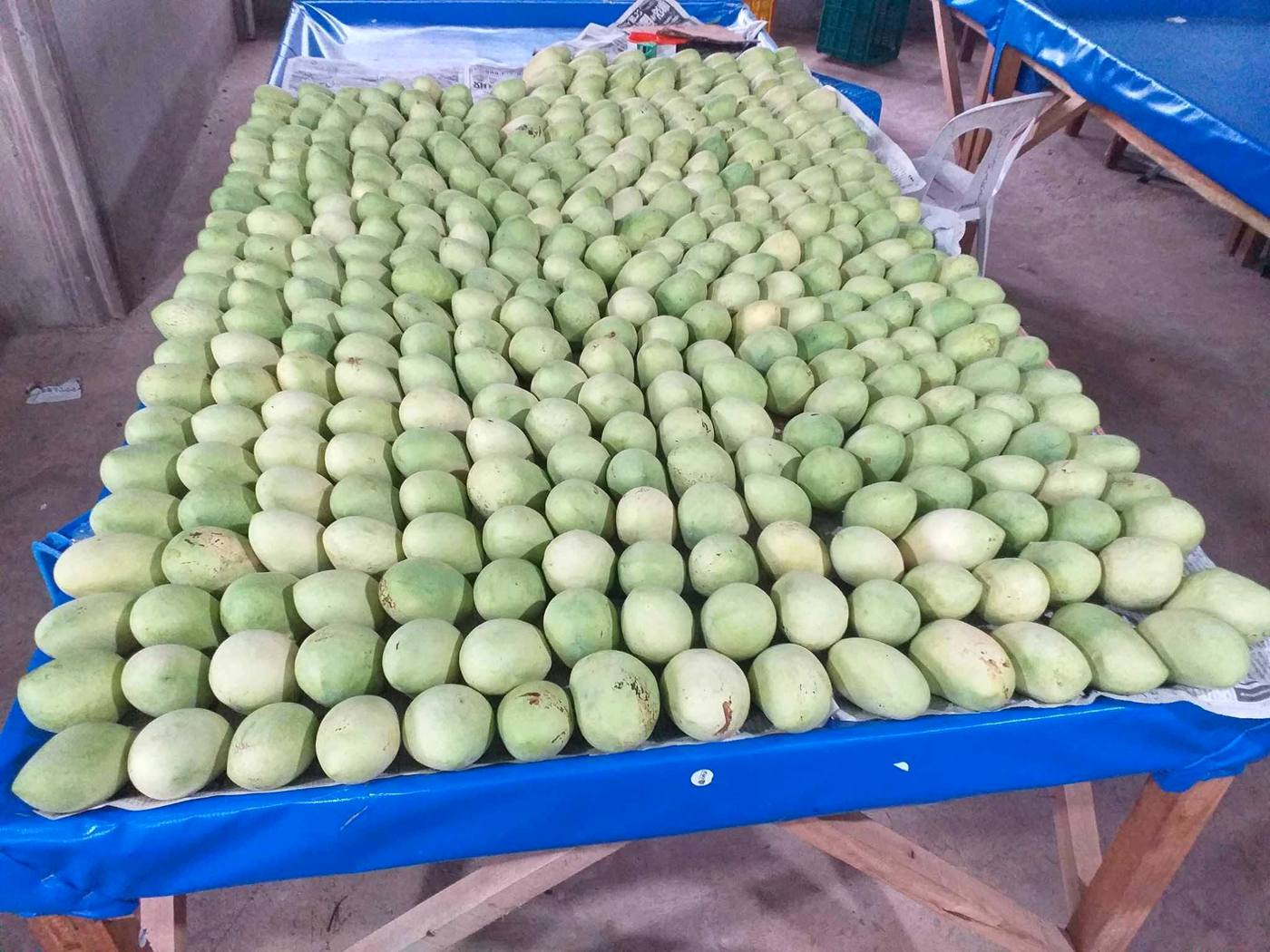 Green carabao mangoes in volume, freshly harvested at the farm